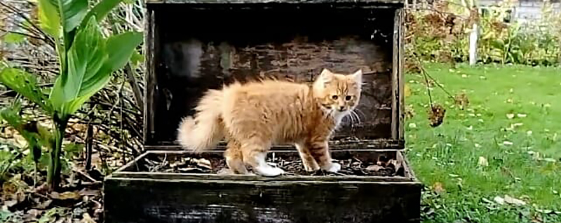 gintarinis katinas pukuotas