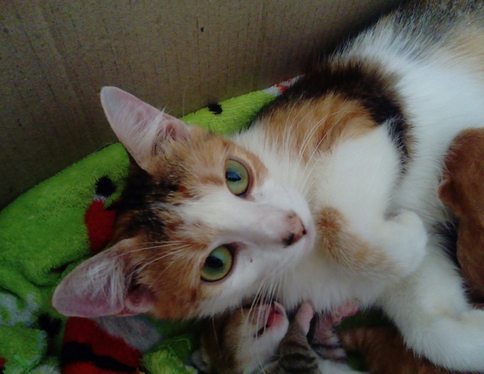 Trispalvė katė Calico. Apie ją.