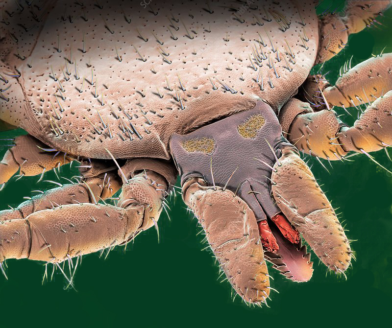 erke enefalitas pavojus