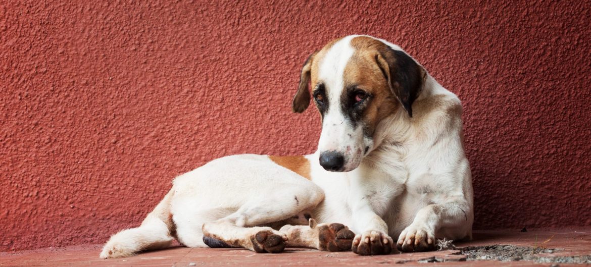 suo sunelis geras berniukas