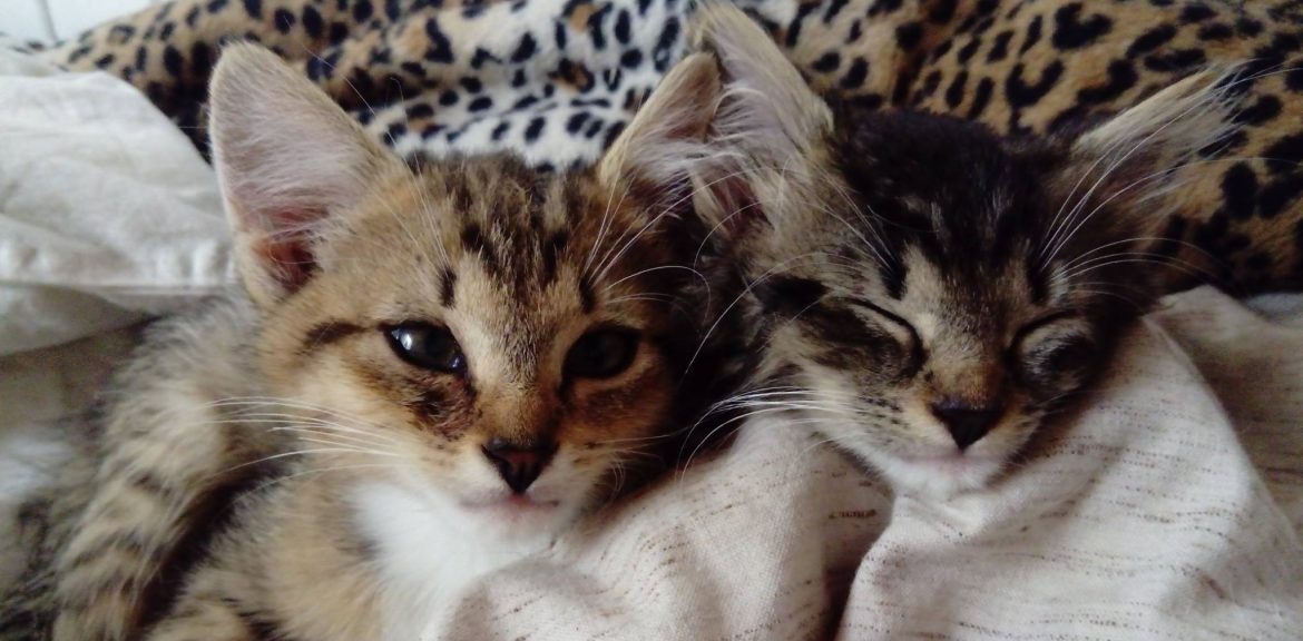 iesko namu katineliai