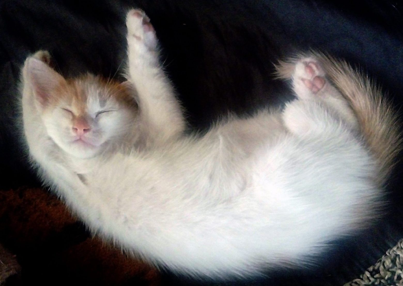 Dėkojame Pet24 už palaikymą! Miau :)