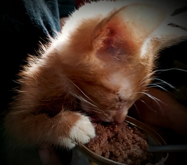 Parama Katyčių veterinarinėms išlaidoms