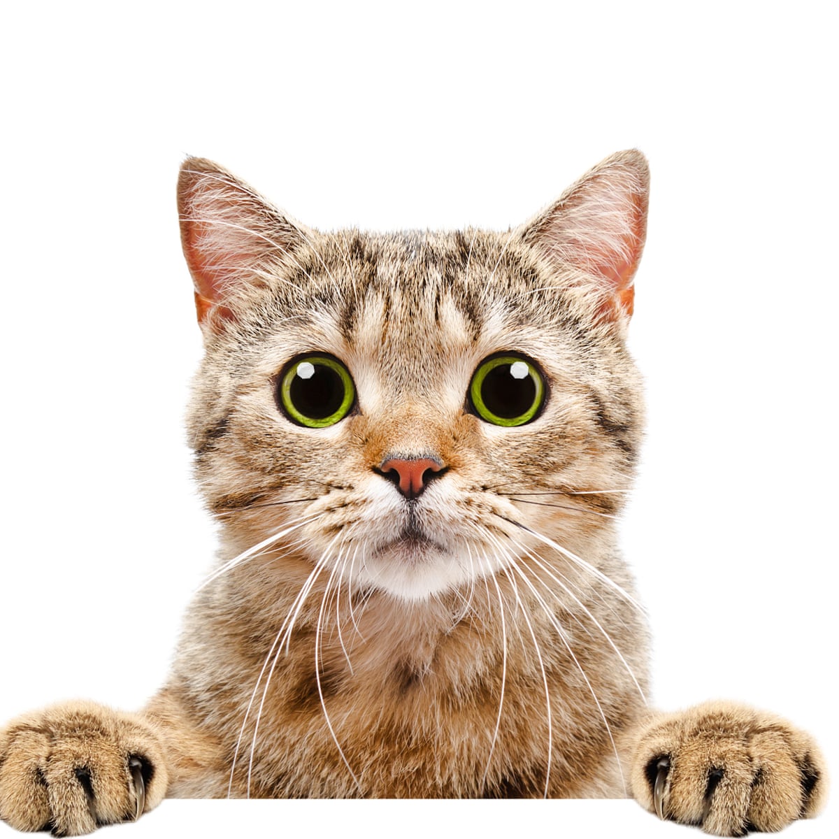 Dingo katinėlis? Patarimai ieškantiems