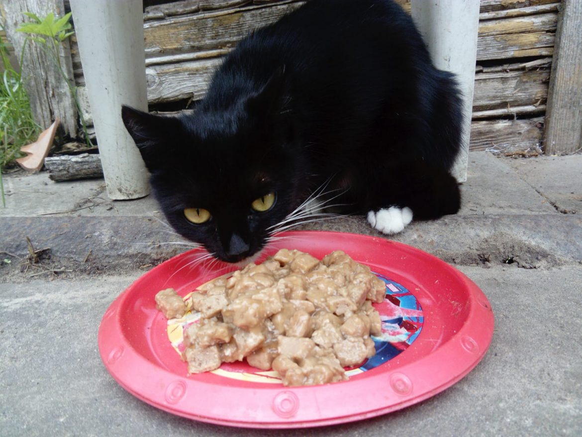 kate katinas augintiniai