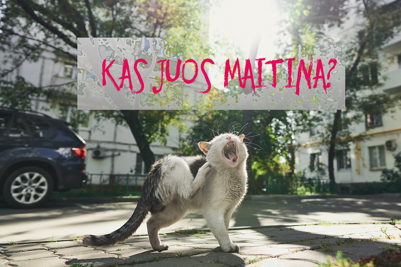 Kaip pamaitinti benamį katiną..