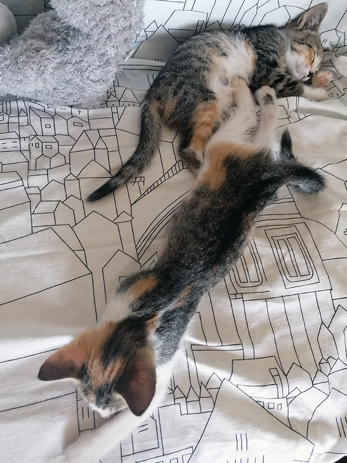 trisalvė katė calico 