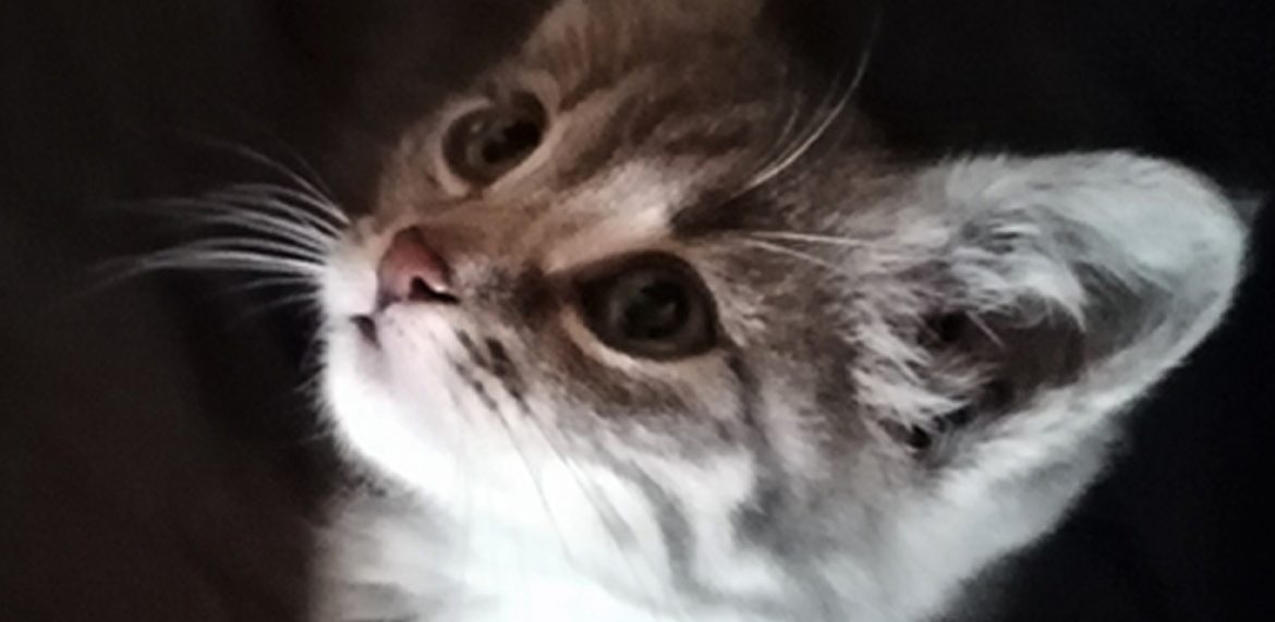 gyvūnų teisės katinai