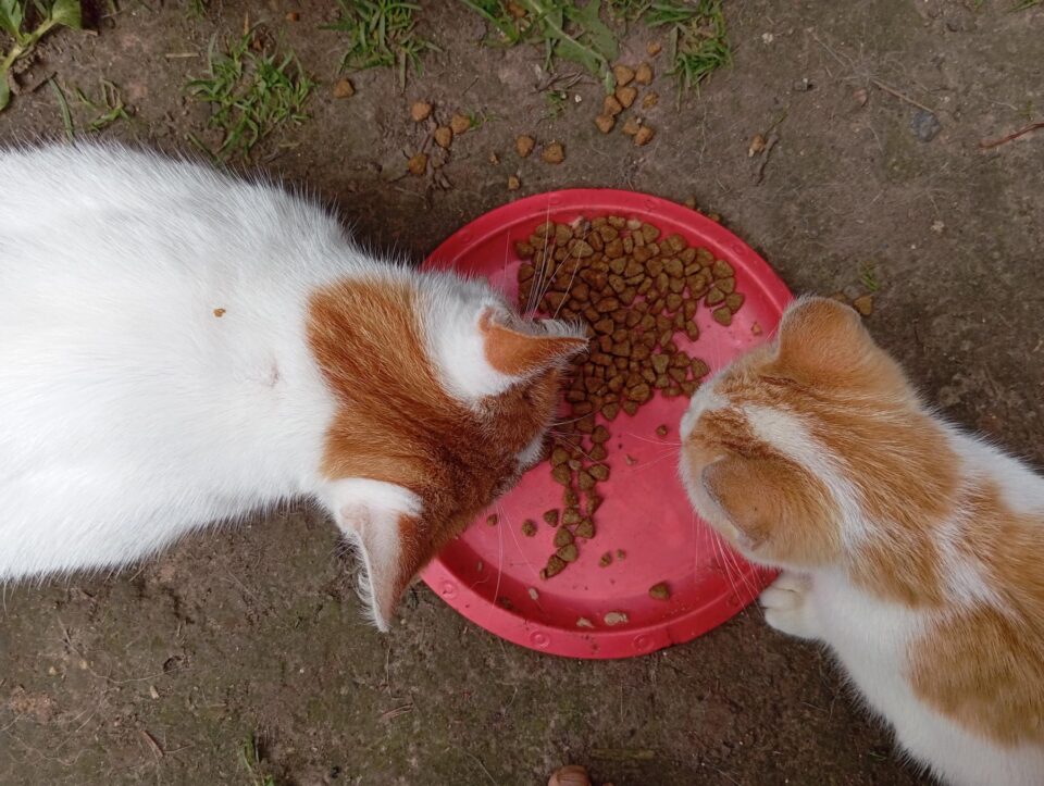Gavome skanių dovanų katinėliams ir Akelai