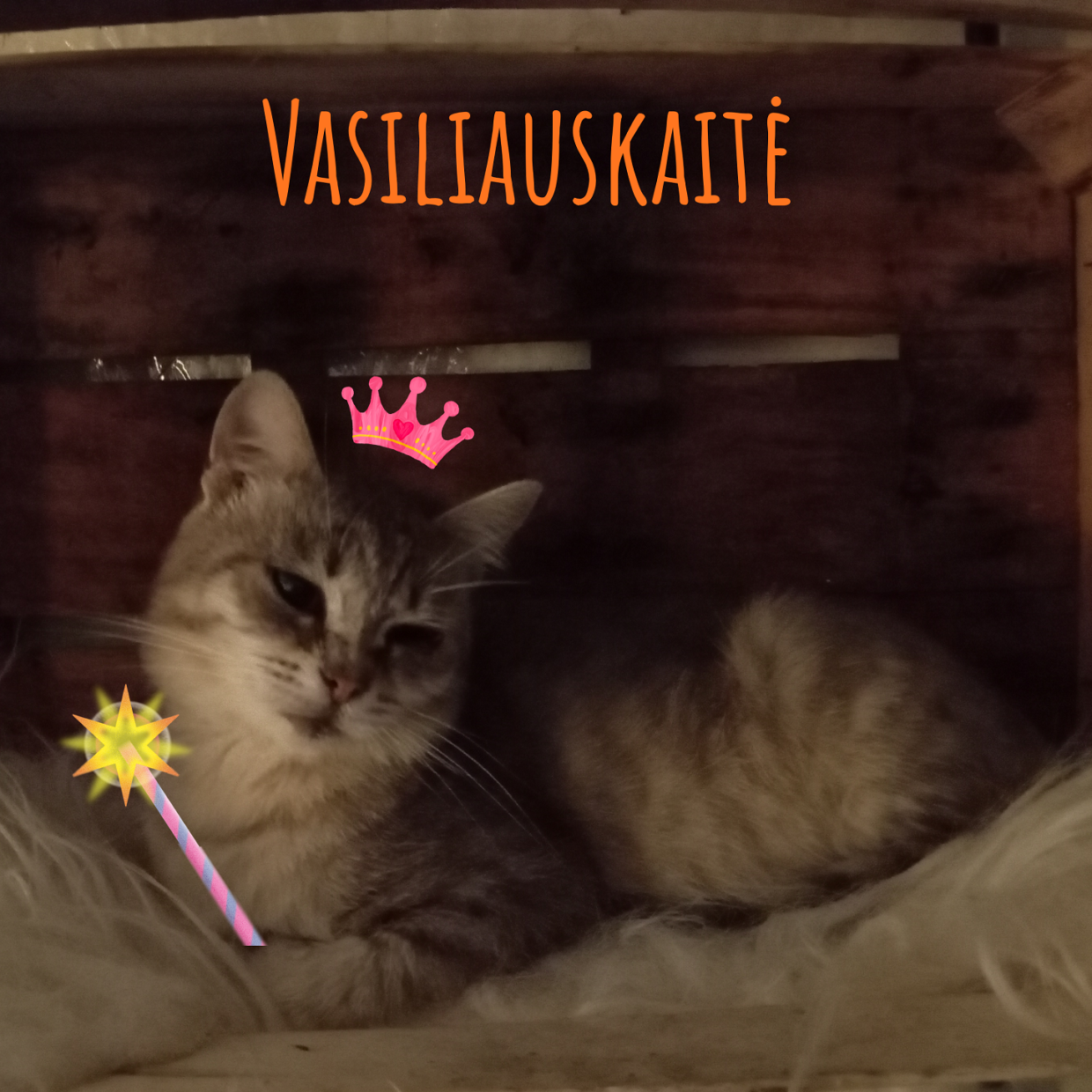 vasiliauskaitė