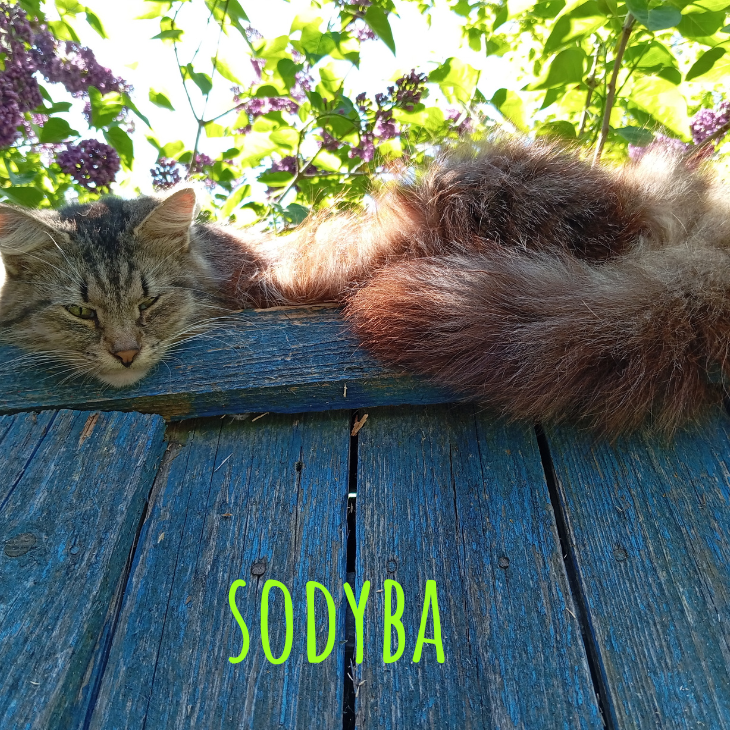 sodyba