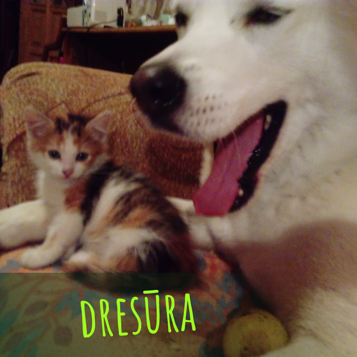 dresūra